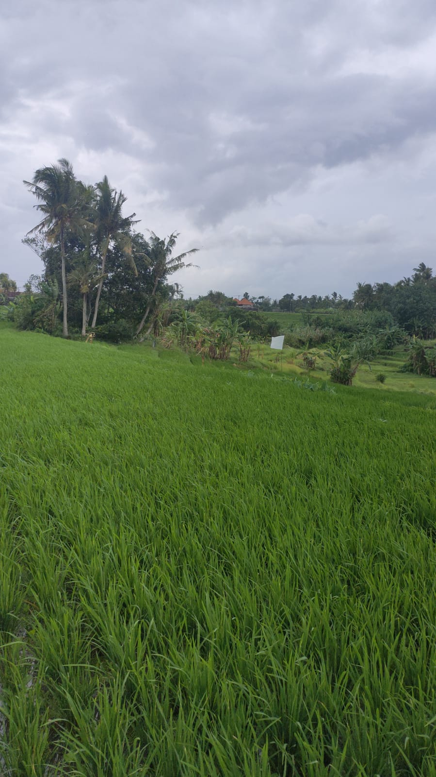 Rumah dijual di Kutat Lestari Sanur