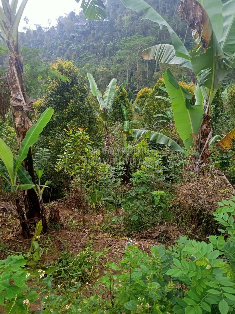 Tanah dijual di air terjun sekumpul Buleleng