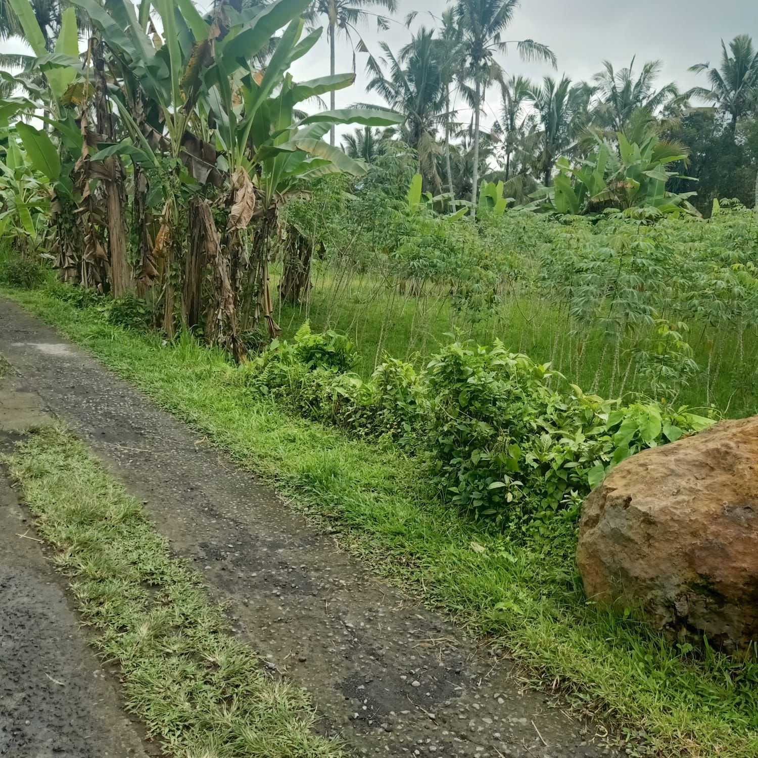 Tanah dijual di Bukian Payangan Gianyar
